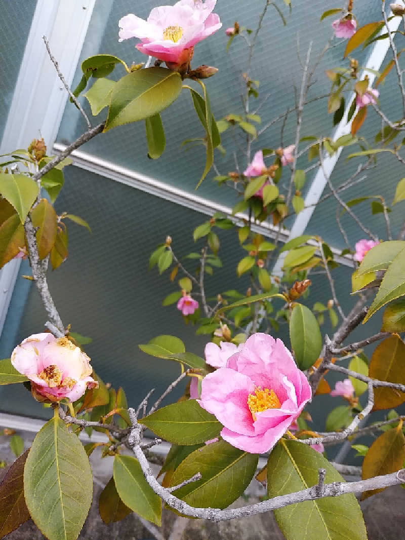 （モリシ）さんの椿交流館 椿温泉こまつのサ活写真