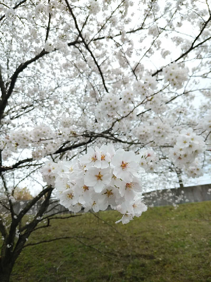 （モリシ）さんの椿交流館 椿温泉こまつのサ活写真