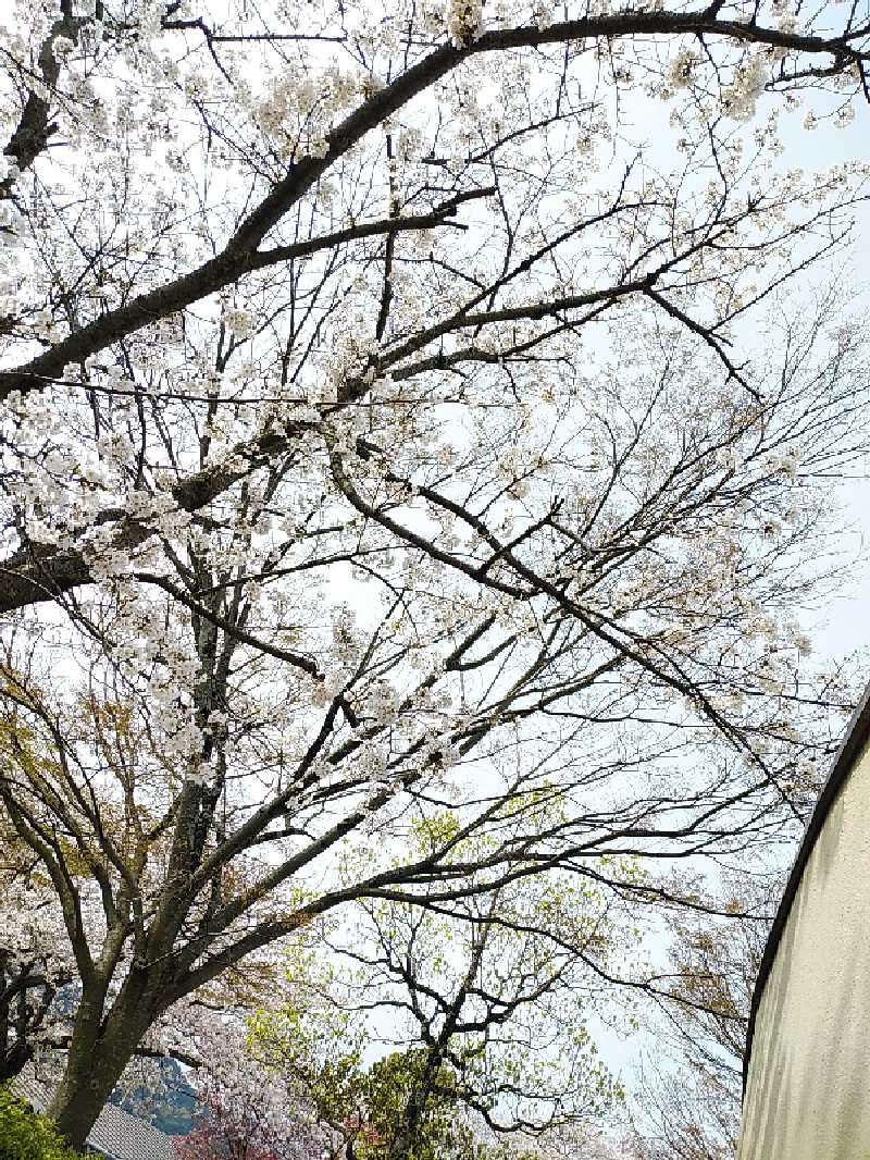 （モリシ）さんの東温市ふるさと交流館さくらの湯のサ活写真