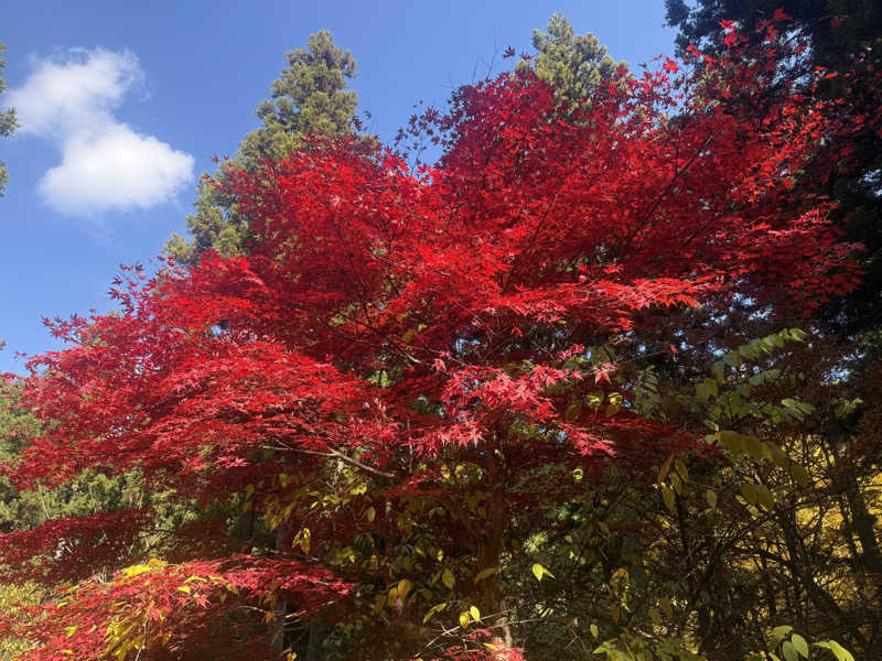 空之輔さんの多摩境天然温泉 森乃彩のサ活写真