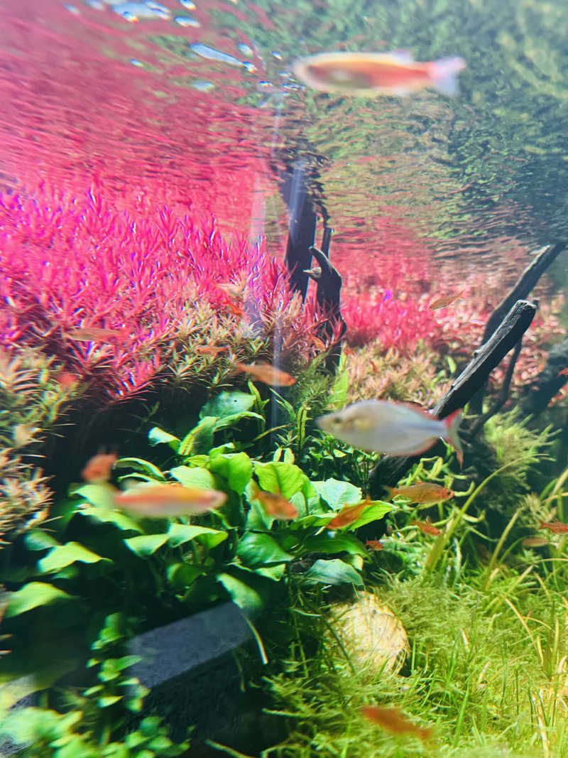 日々太 🥷|SSCさんのSAUNA煌ｰKOUｰのサ活写真