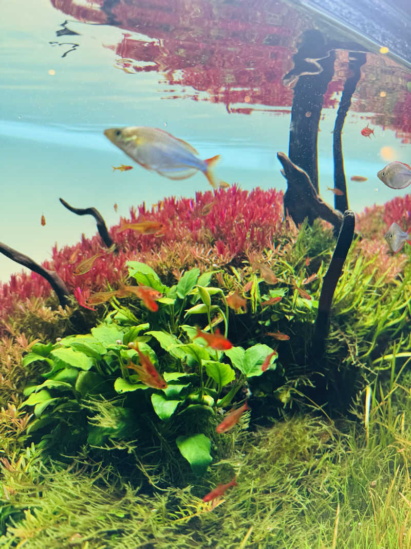 日々太 🥷/SSC/ACOKさんのSAUNA煌ｰKOUｰのサ活写真