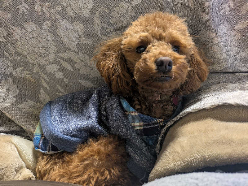 サウナ犬さんのさしま健康交流センター・遊楽里のサ活写真