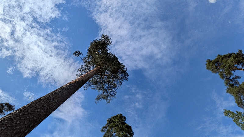 ボウズさんのCafe Kuusijärviのサ活写真