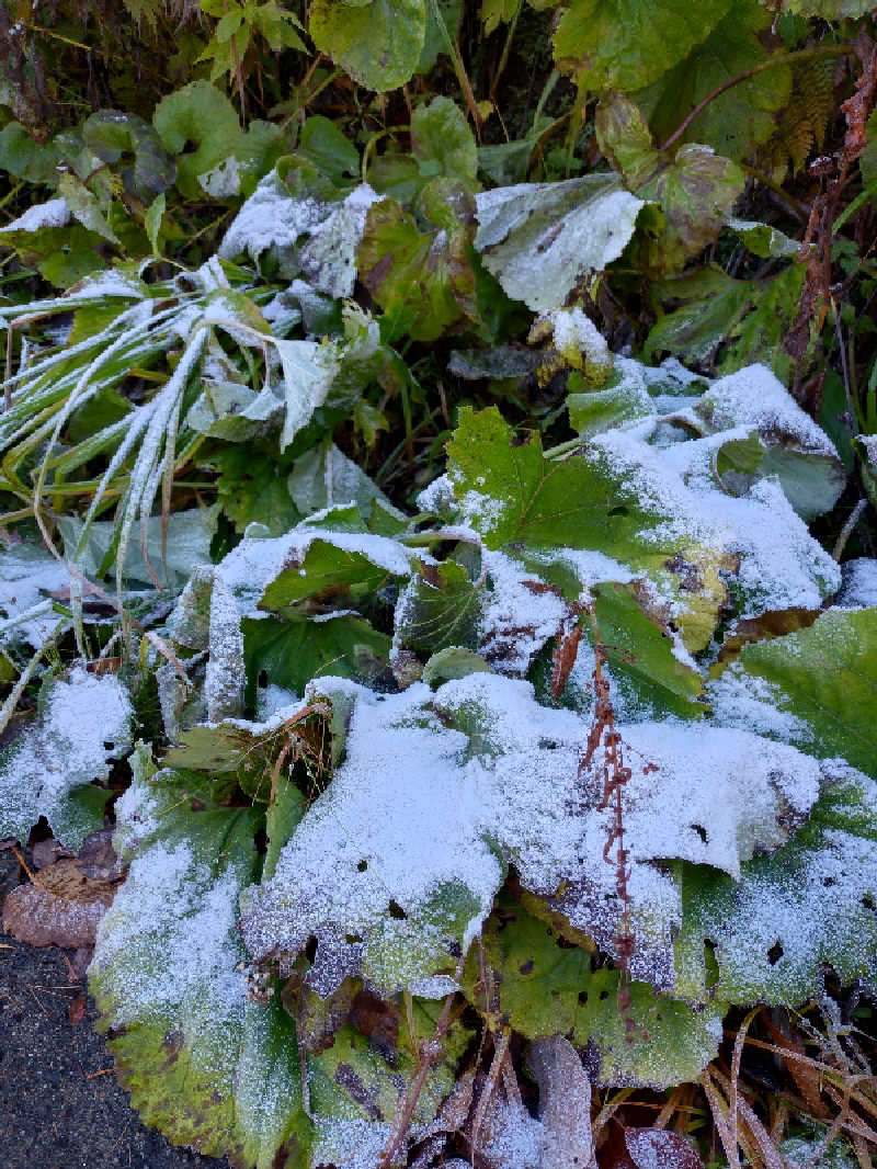 ともぞうさんのくろば温泉のサ活写真