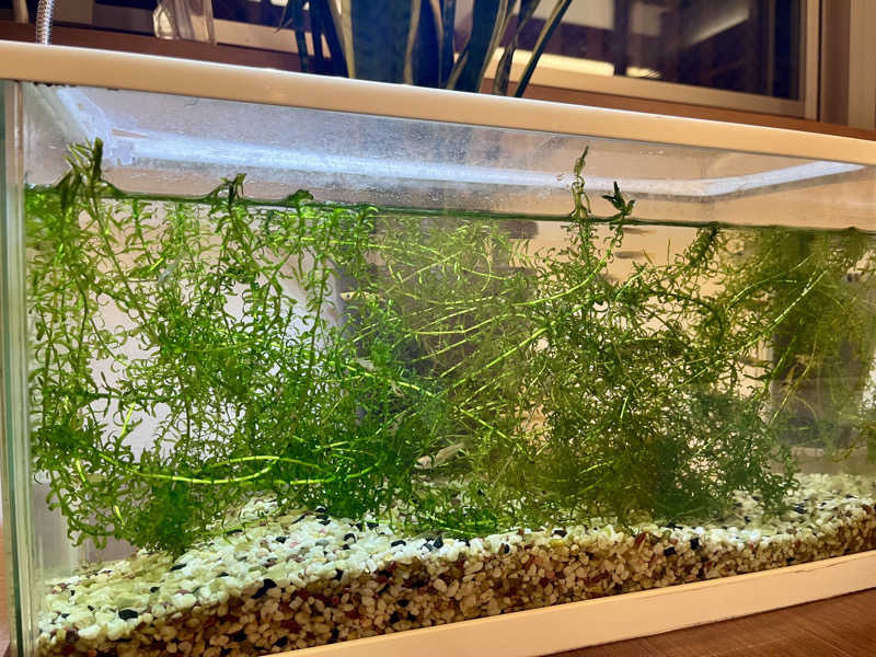 サウニキさんの松見湯のサ活写真