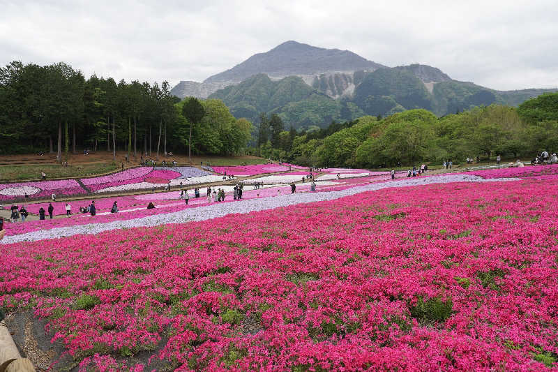 birds9328さんの秩父温泉 満願の湯のサ活写真