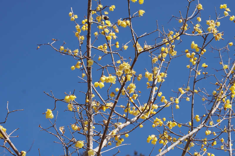 birds9328さんの西武秩父駅前温泉 祭の湯のサ活写真