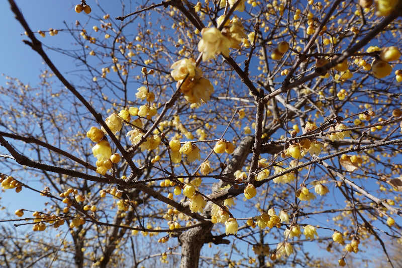 birds9328さんの西武秩父駅前温泉 祭の湯のサ活写真