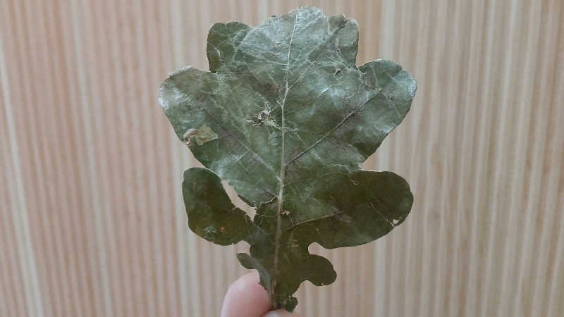 タカハンス・モッサリスキーさんの温窟サウナかま蔵 高崎店のサ活写真