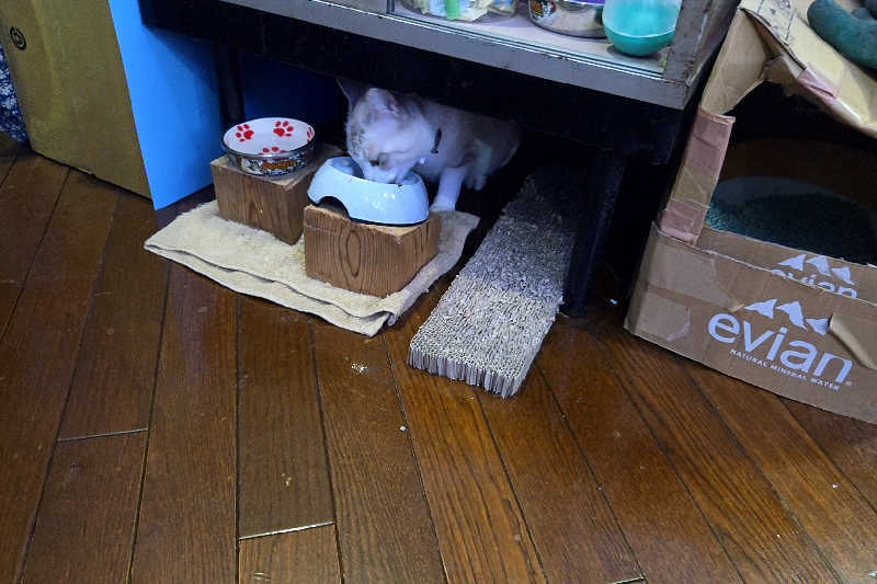 ととのい知らずさんのお湯どころ野川のサ活写真