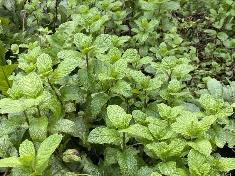 コタローさんの山ノサウナ 廃校を貸切でのサ活写真