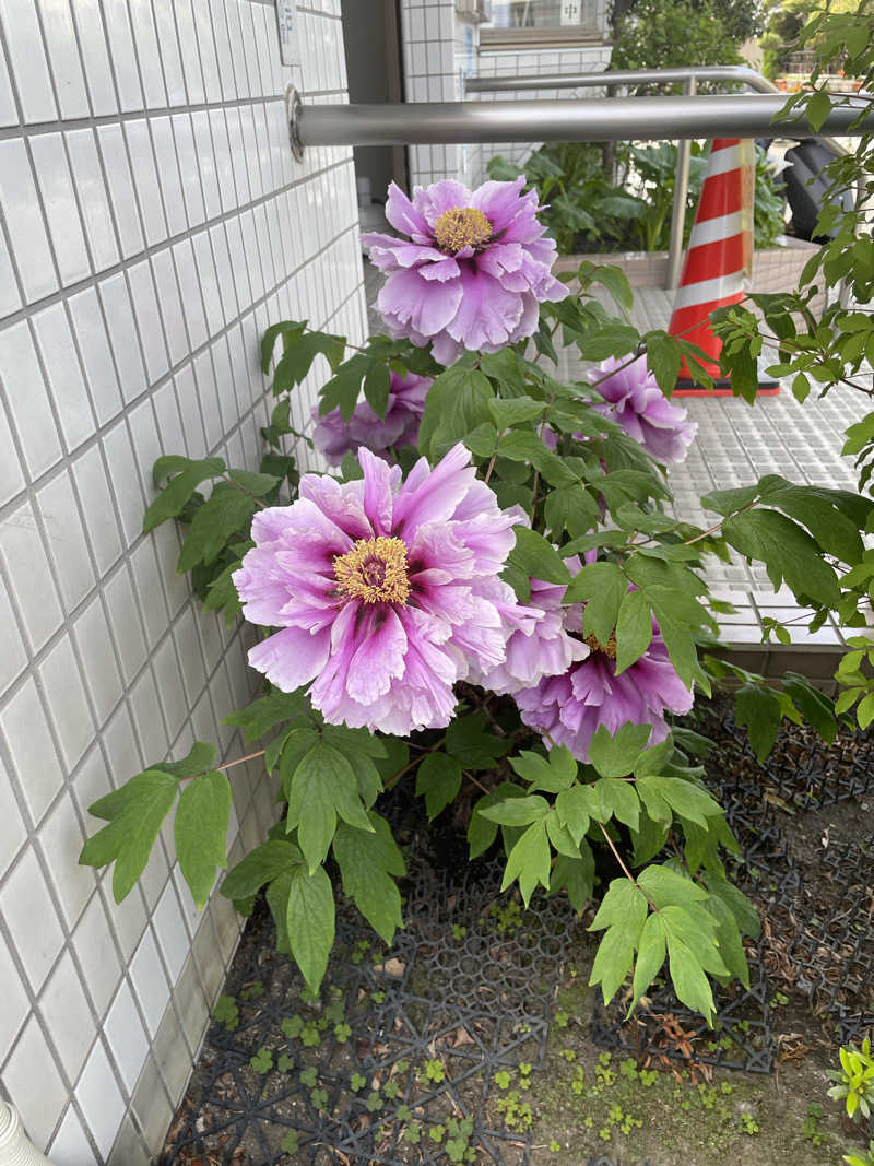 ヴイさんの亀遊舘のサ活写真