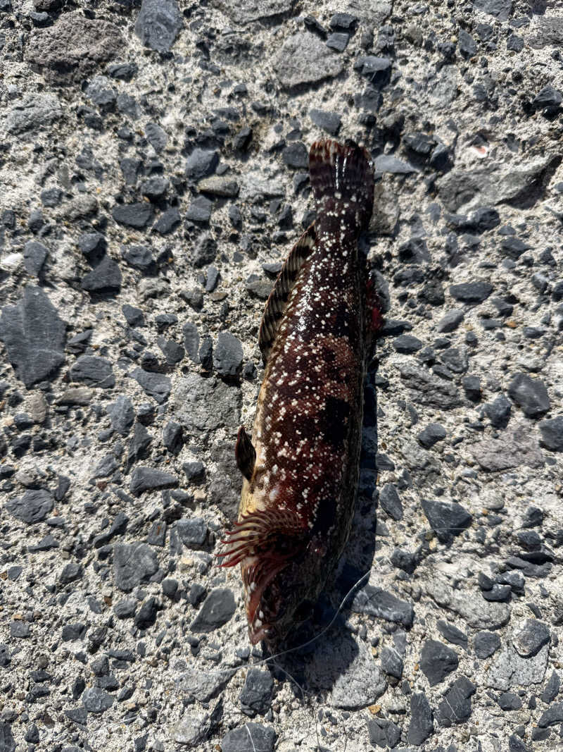 爆燃kcalさんの天然温泉 七重浜の湯のサ活写真