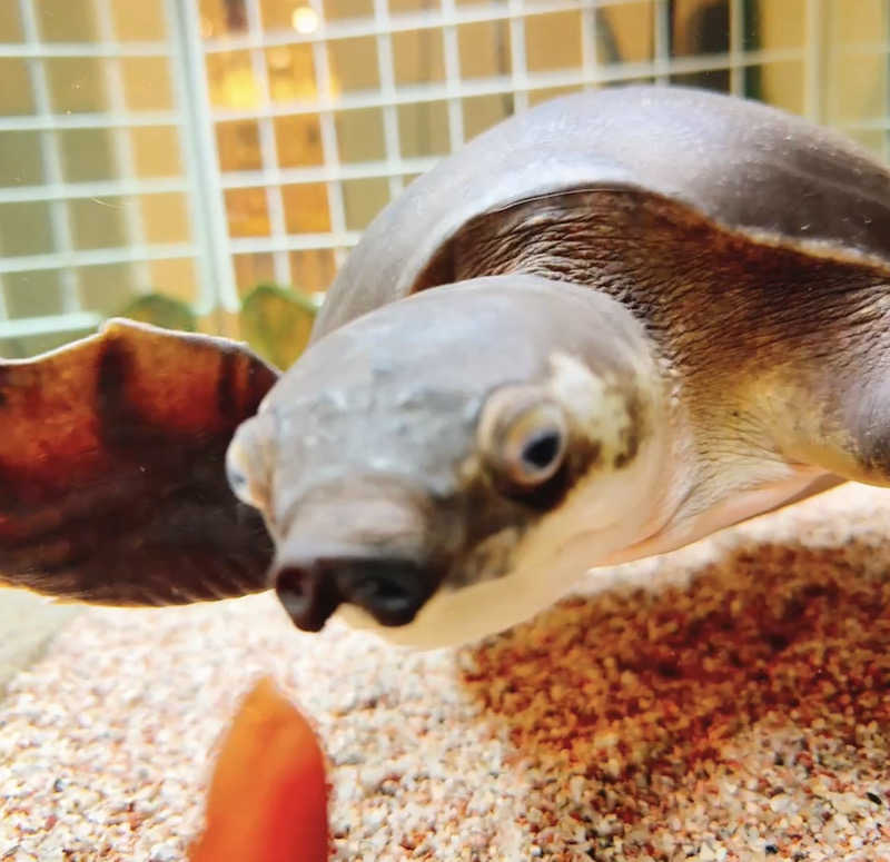 さうなわんこさんの松本湯のサ活写真