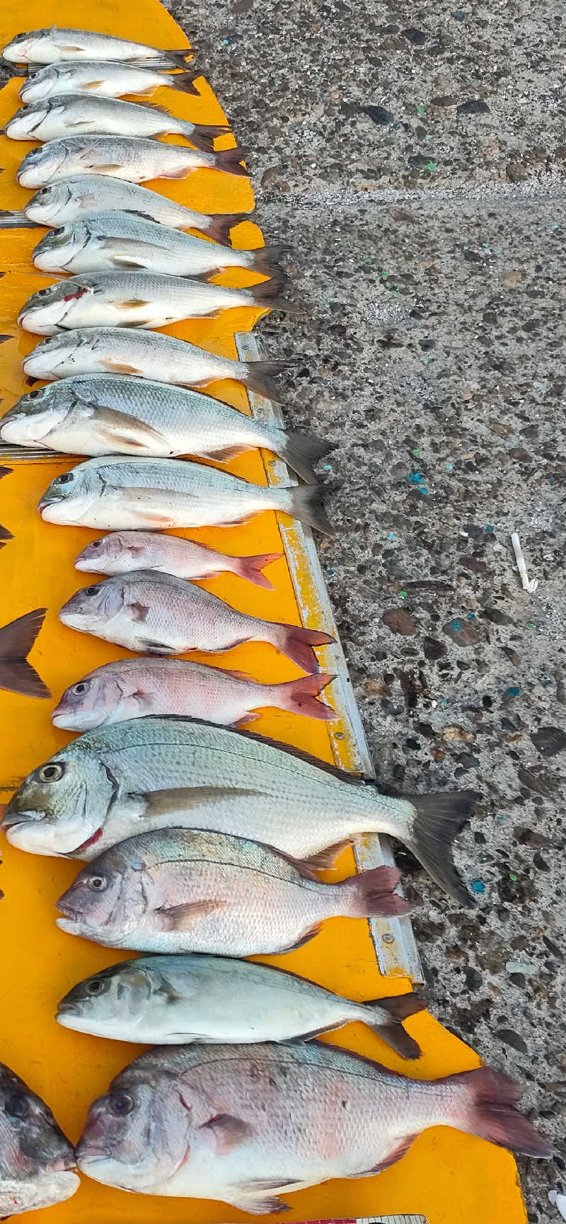 サウナイキタロウさんのばってんの湯のサ活写真