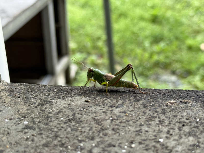 やまピー監督さんの山ノサウナ 廃校を貸切でのサ活写真