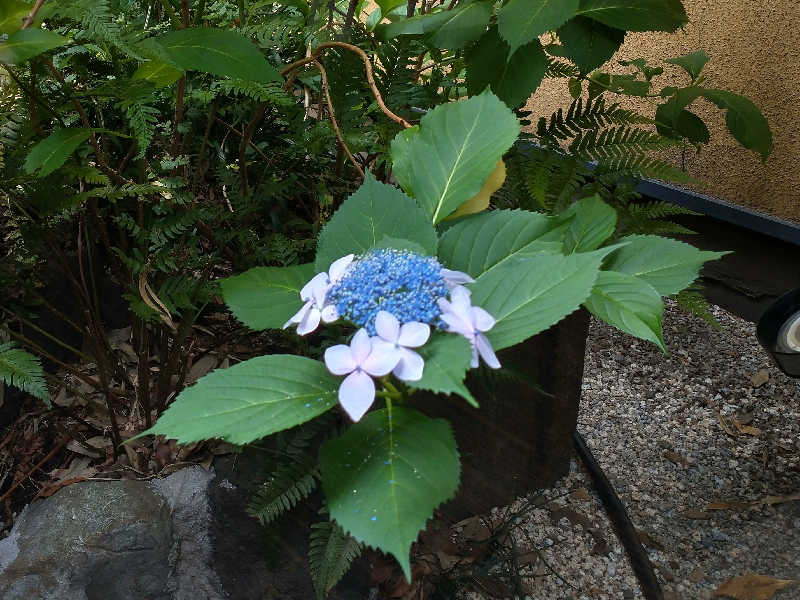 ４２６さんのひたちなか温泉 喜楽里別邸のサ活写真