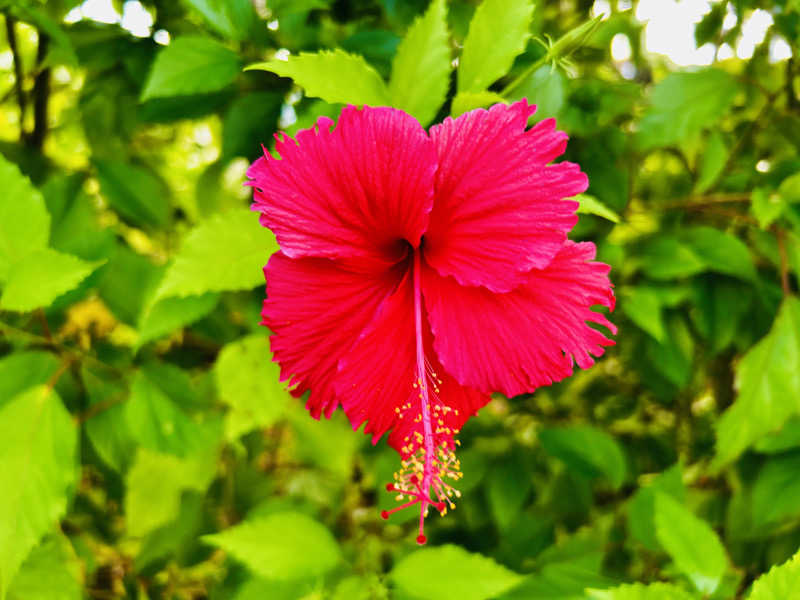 Nissyさんのシギラ黄金温泉のサ活写真