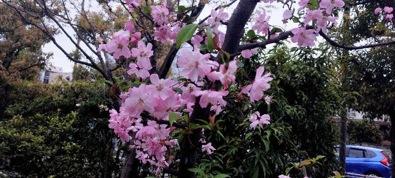 担々麺さんの恵びす温泉のサ活写真