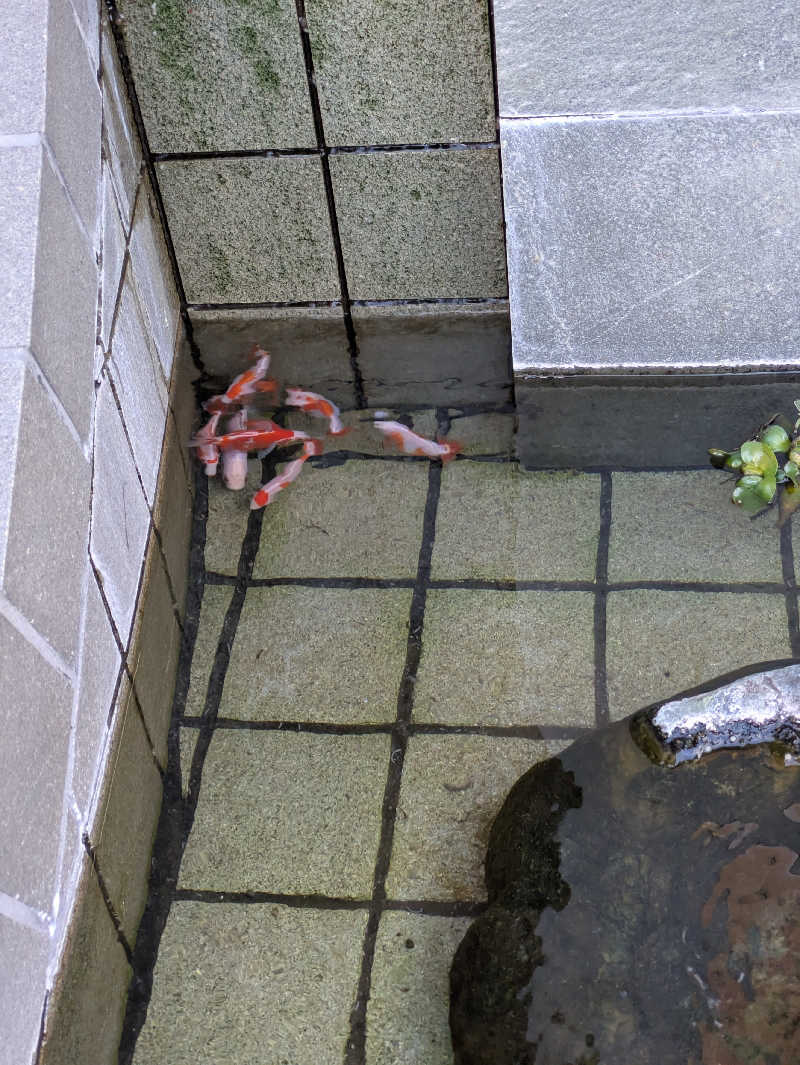 kekechanさんのぽかぽか温泉 新守山乃湯のサ活写真