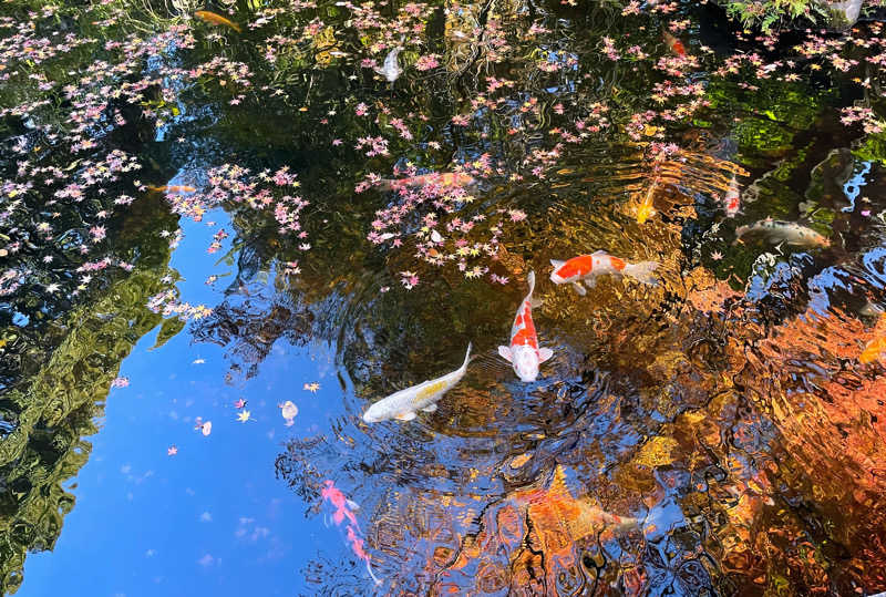 hontakuさんのよみうりランド眺望温泉 花景の湯のサ活写真