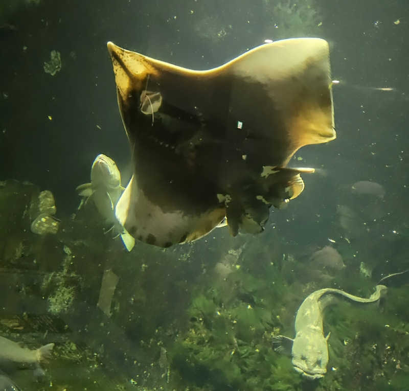 アキネクトさんの灯の湯 ドーミーインPREMIUM小樽のサ活写真