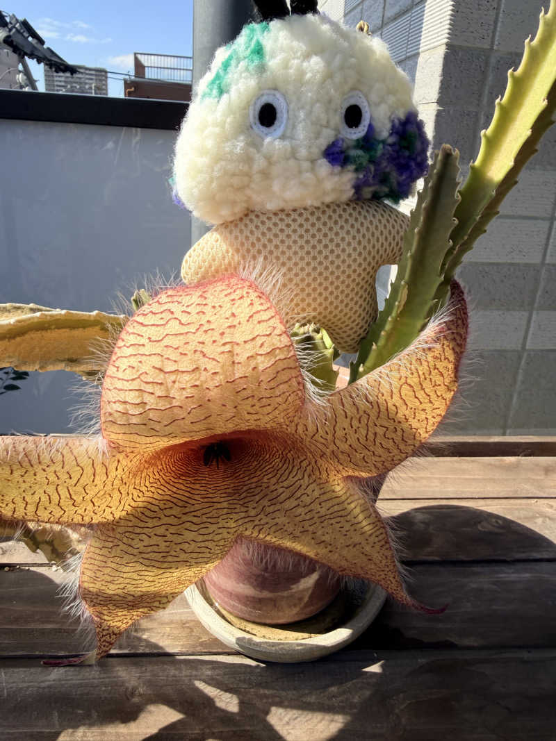 フサシカさんの天然温泉 延羽の湯 鶴橋店のサ活写真