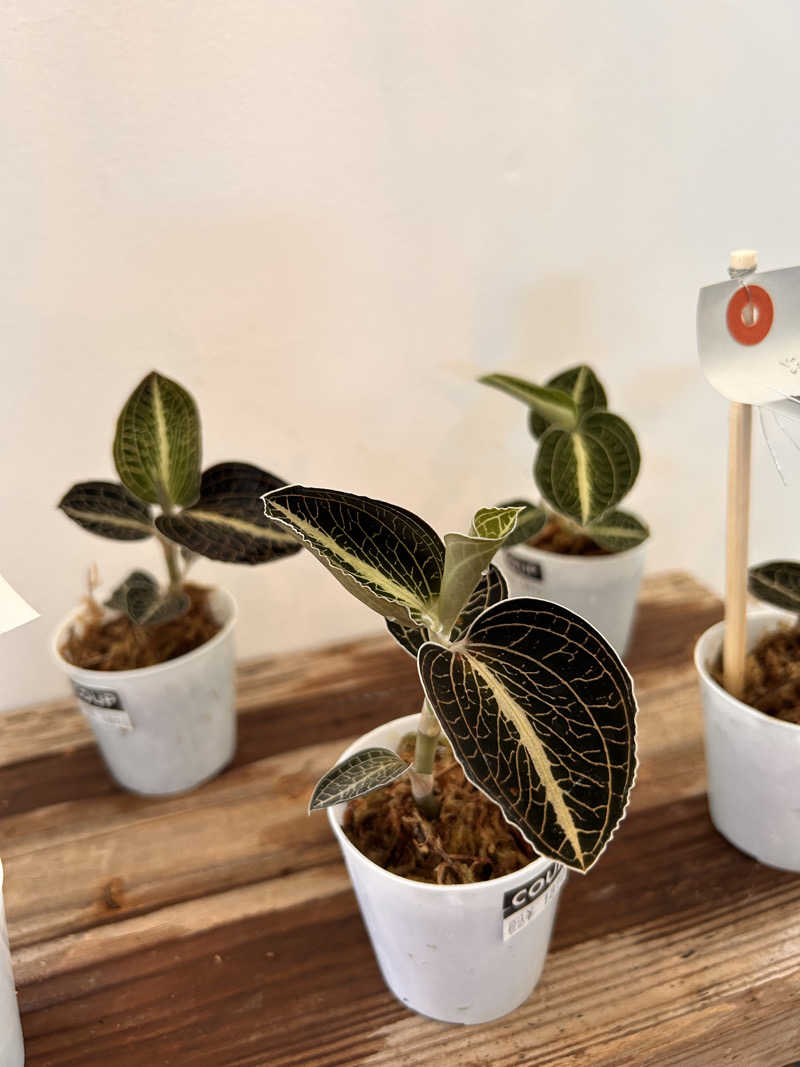 サ活リハビリさんの天然温泉 海王のサ活写真