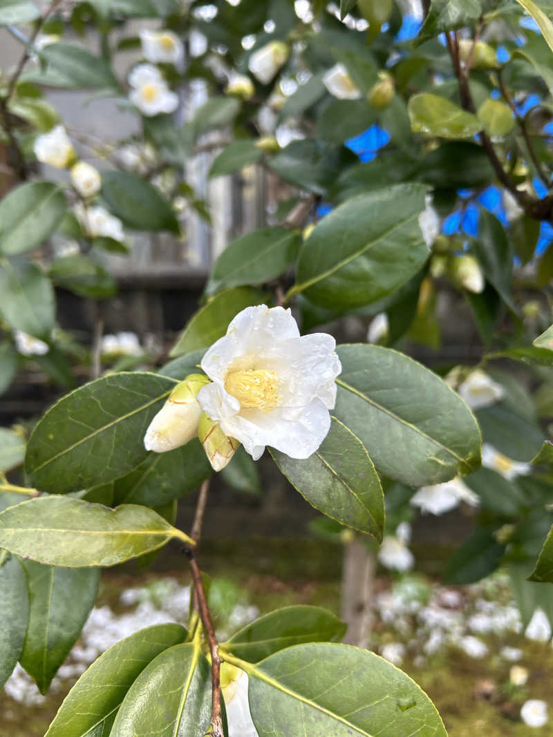サ活リハビリさんのSauna Talo Toyama サウナタロトヤマのサ活写真