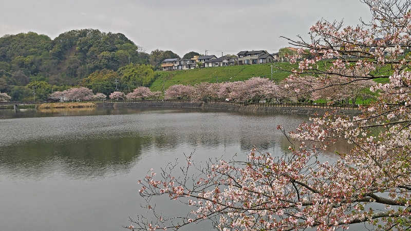 すぱかめさんの隠れ家温泉 古保山リゾートのサ活写真