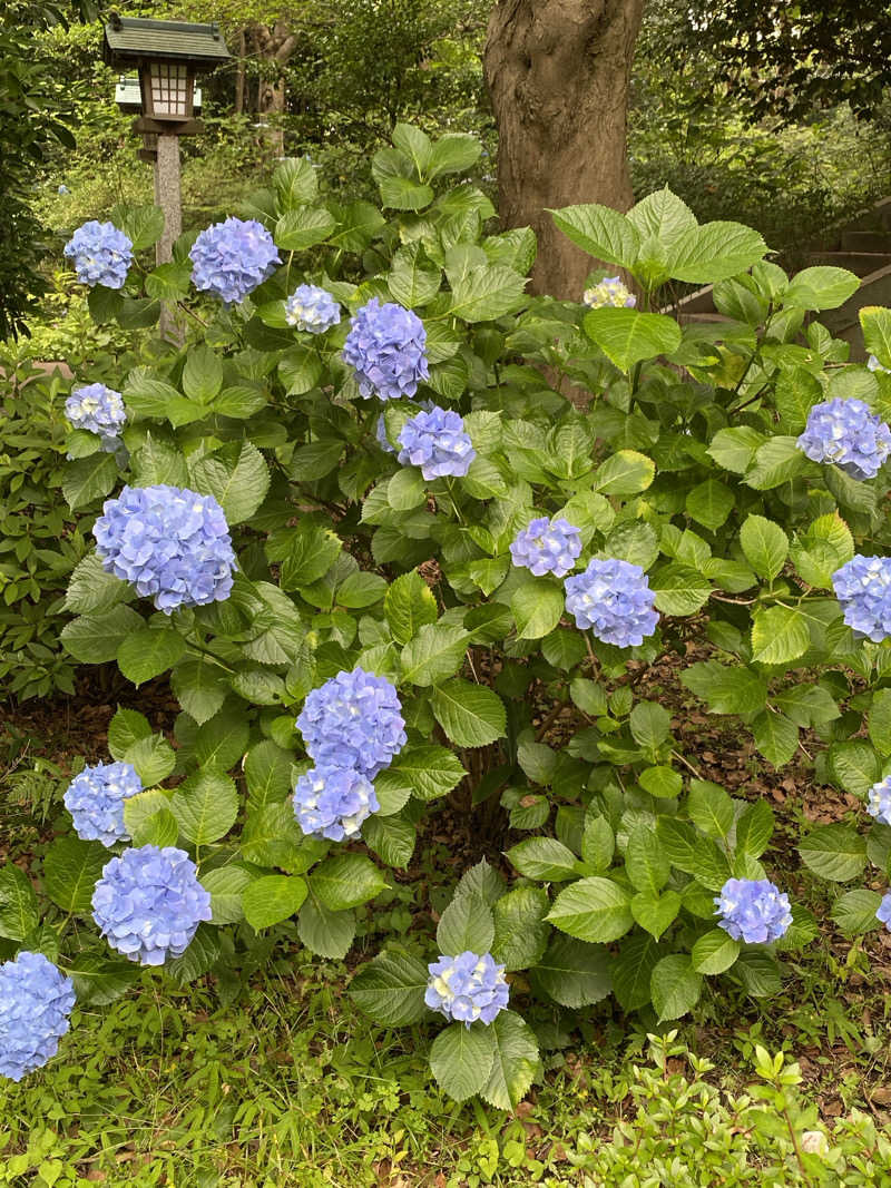 momoさんの豊島園 庭の湯のサ活写真