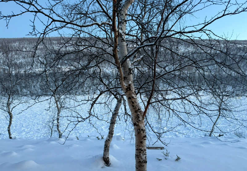 もも太さんのHoliday Village Valleのサ活写真