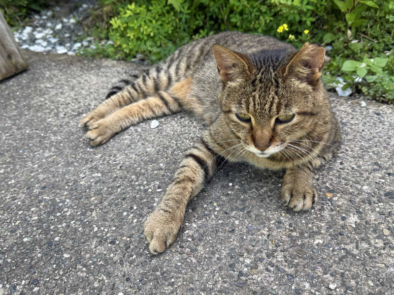 もも太さんのラムネ温泉館のサ活写真