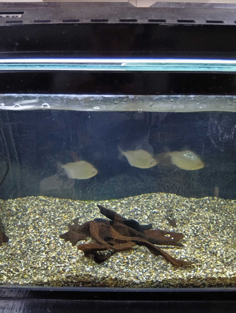 ごっさんさんの桜湯のサ活写真