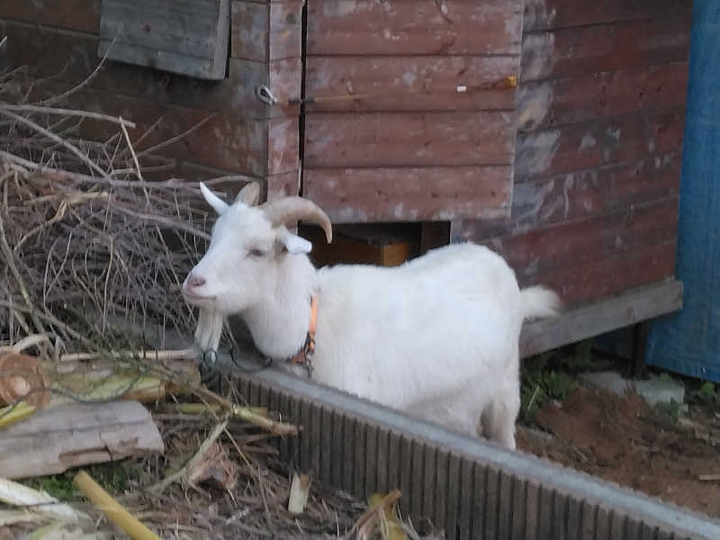 養殖はげさんのサウナと水風呂 ODAWARA PRIVATE SAUNAのサ活写真