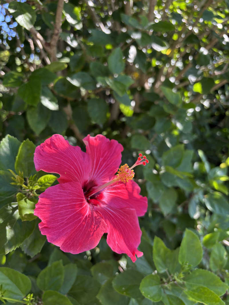 リーさんのTHE HOTEL YAKUSHIMA OCEAN & FOREST(旧 シーサイドホテル屋久島)のサ活写真