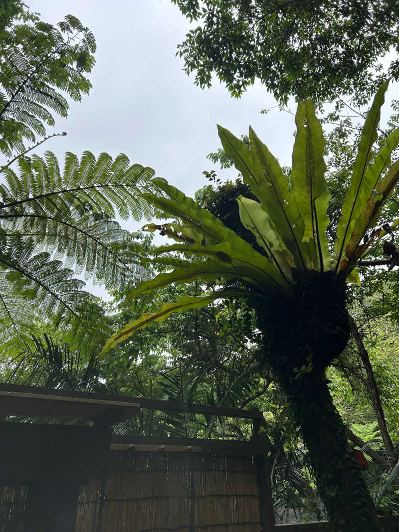 あまみ太郎さんの亜熱帯サウナのサ活写真