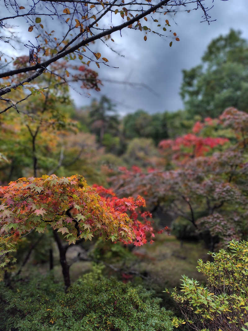 ねむさんの弥彦桜井郷温泉 さくらの湯のサ活写真