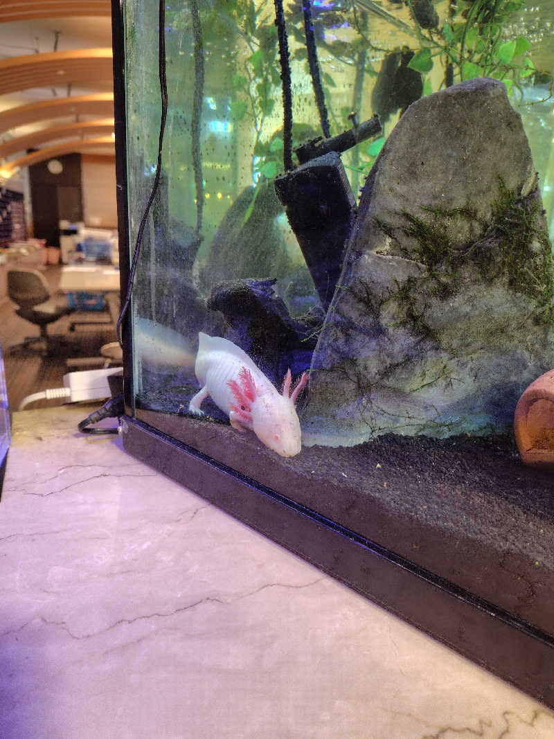 ねむさんの天然温泉リラックスパーク テルメ金沢のサ活写真