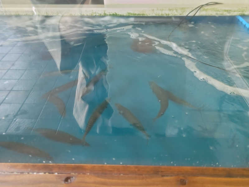 南さんの求菩提温泉卜仙の郷のサ活写真