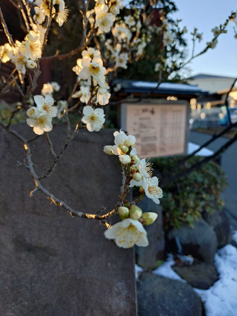 たんたん92さんの天然温泉きぬの湯のサ活写真