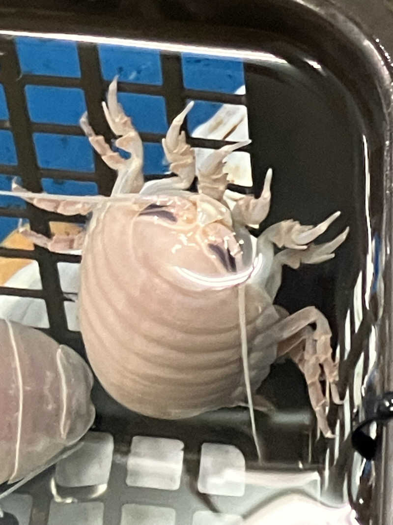 etsumiさんの名古屋ビーズホテル らくだの湯のサ活写真