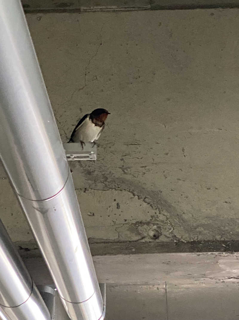 コーヒーサウナ浪士さんのユートピア白玉温泉のサ活写真