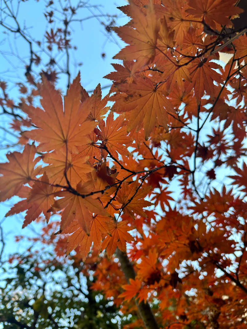 砂漠でカンパイさんの東京染井温泉 SAKURAのサ活写真