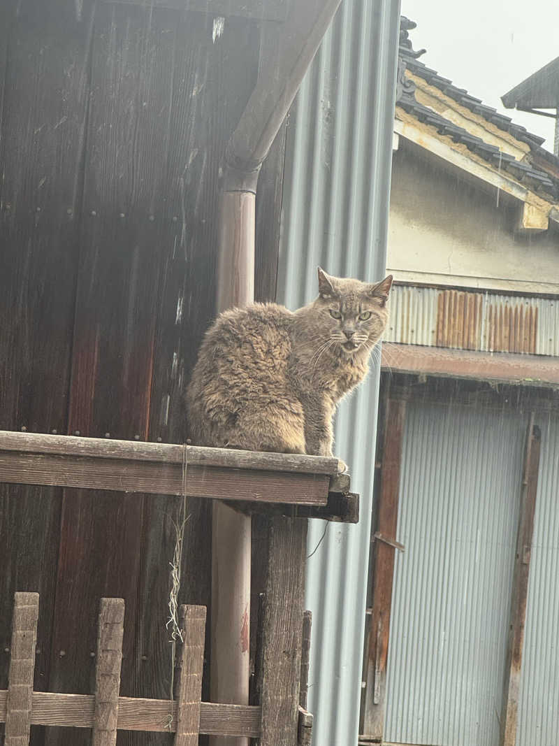 整っている猫奴隷さんの御所宝湯のサ活写真