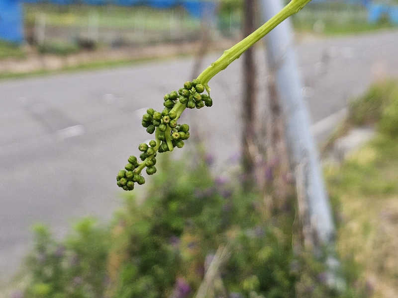 あかさんの信州須坂 関谷温泉湯っ蔵んどのサ活写真