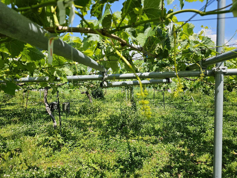 あかさんの信州須坂 関谷温泉湯っ蔵んどのサ活写真