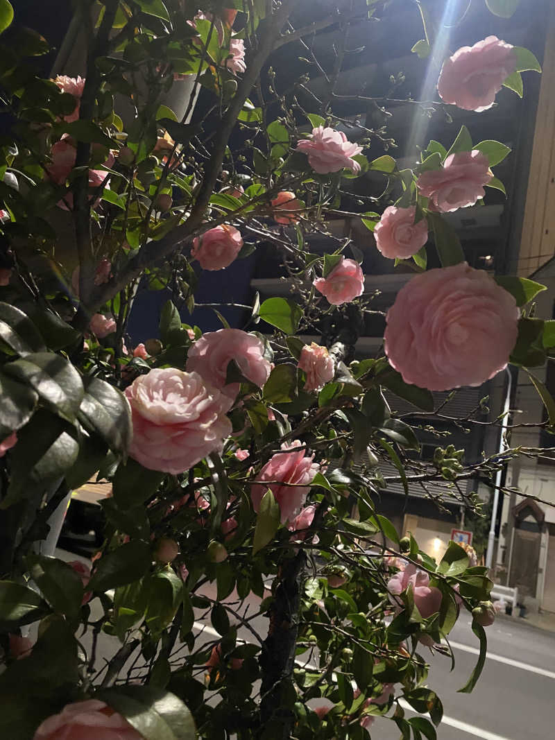 🈂️だいこんさんの天然温泉 湯どんぶり栄湯のサ活写真