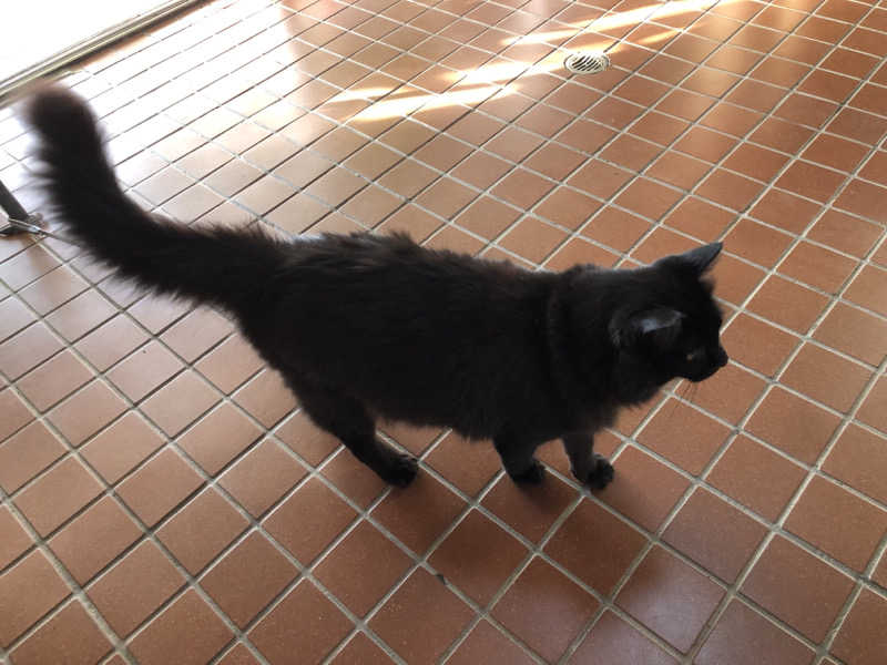 ♨️みどり蒸し🤢🧖‍♀️さんのポパイ温泉のサ活写真